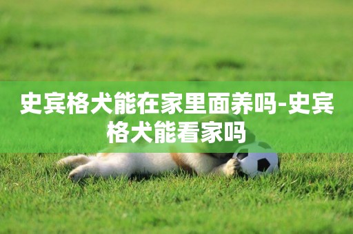 史賓格犬能在家里面養嗎-史賓格犬能看家嗎