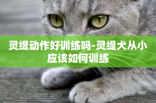 靈緹動作好訓練嗎-靈緹犬從小應該如何訓練