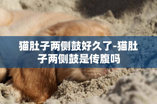 貓肚子兩側鼓好久了-貓肚子兩側鼓是傳腹嗎