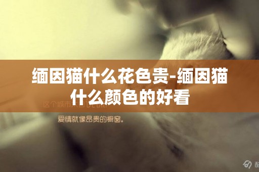 緬因貓什么花色貴-緬因貓什么顏色的好看