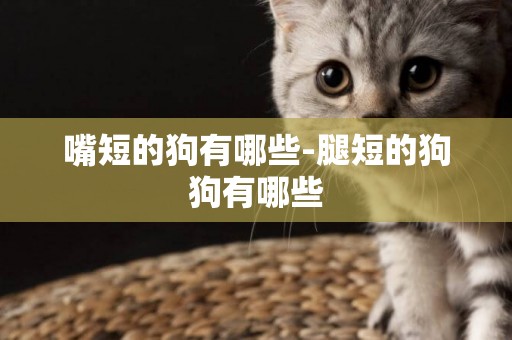 嘴短的狗有哪些-腿短的狗狗有哪些