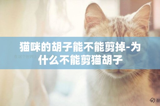 貓咪的胡子能不能剪掉-為什么不能剪貓胡子