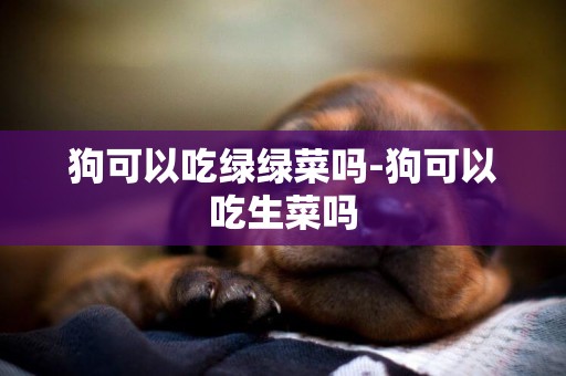 狗可以吃綠綠菜嗎-狗可以吃生菜嗎