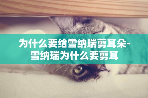 為什么要給雪納瑞剪耳朵-雪納瑞為什么要剪耳