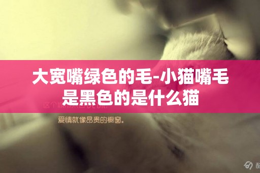 大寬嘴綠色的毛-小貓嘴毛是黑色的是什么貓