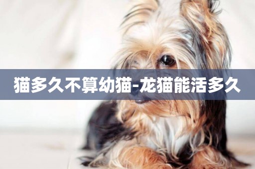 貓多久不算幼貓-龍貓能活多久