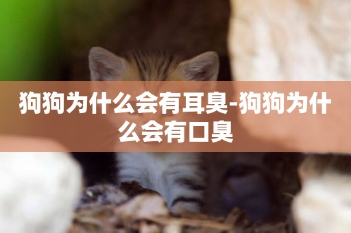 狗狗為什么會有耳臭-狗狗為什么會有口臭