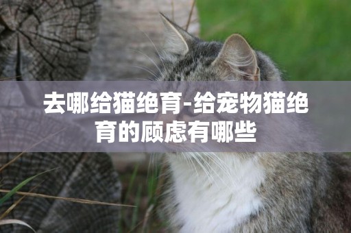 去哪給貓絕育-給寵物貓絕育的顧慮有哪些