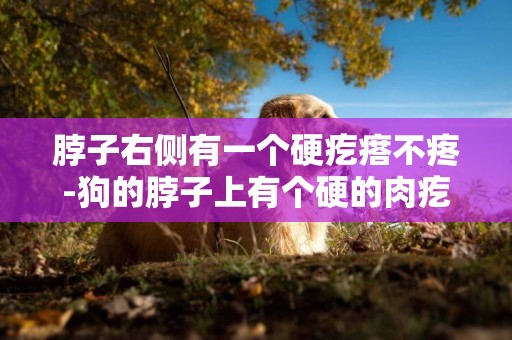 脖子右側有一個硬疙瘩不疼-狗的脖子上有個硬的肉疙瘩