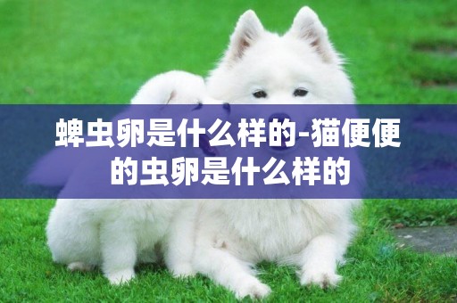 蜱蟲卵是什么樣的-貓便便的蟲卵是什么樣的