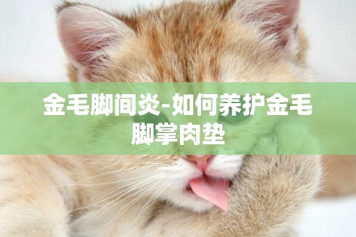 金毛腳間炎-如何養護金毛腳掌肉墊