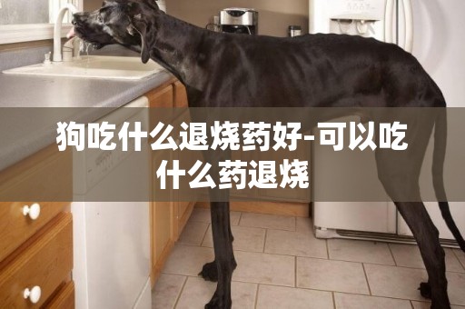 狗吃什么退燒藥好-可以吃什么藥退燒