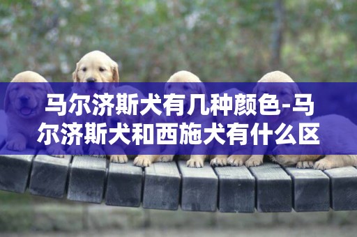 馬爾濟斯犬有幾種顏色-馬爾濟斯犬和西施犬有什么區別