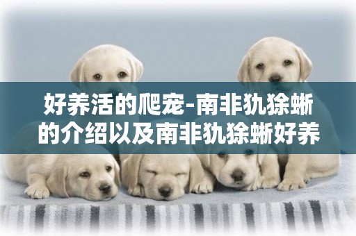 好養活的爬寵-南非犰狳蜥的介紹以及南非犰狳蜥好養活嗎
