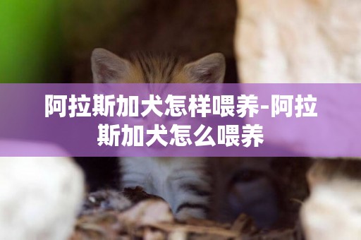 阿拉斯加犬怎樣喂養-阿拉斯加犬怎么喂養
