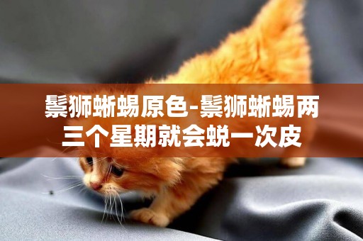 鬃獅蜥蜴原色-鬃獅蜥蜴兩三個星期就會蛻一次皮