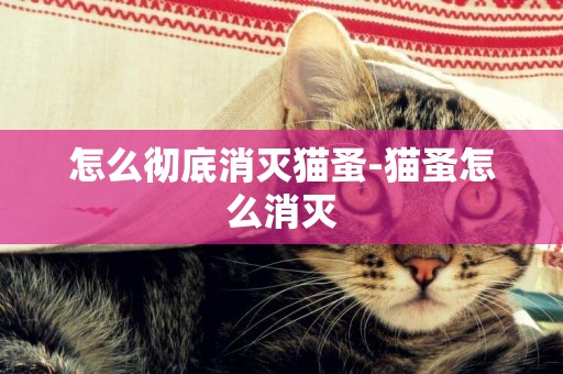 怎么徹底消滅貓蚤-貓蚤怎么消滅