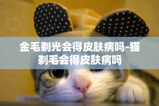 金毛剃光會得皮膚病嗎-貓剃毛會得皮膚病嗎