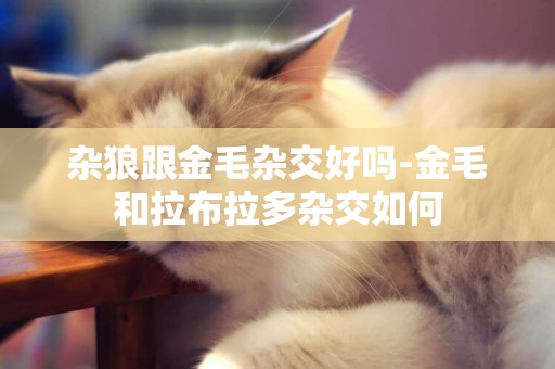 雜狼跟金毛雜交好嗎-金毛和拉布拉多雜交如何