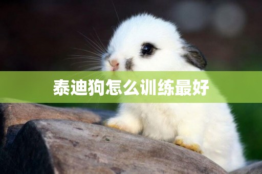 泰迪狗怎么訓練最好