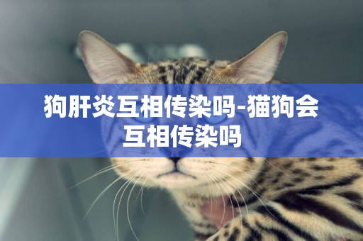 狗肝炎互相傳染嗎-貓狗會互相傳染嗎