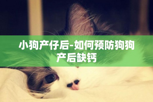 小狗產仔后-如何預防狗狗產后缺鈣