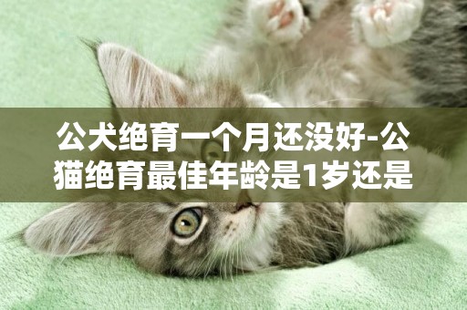 公犬絕育一個月還沒好-公貓絕育最佳年齡是1歲還是6個月呢