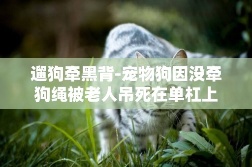 遛狗牽黑背-寵物狗因沒牽狗繩被老人吊死在單杠上