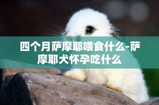 四個月薩摩耶喂食什么-薩摩耶犬懷孕吃什么