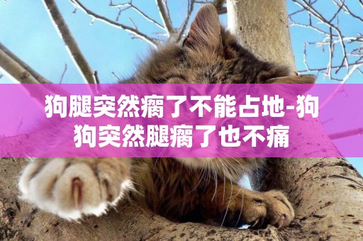 狗腿突然瘸了不能占地-狗狗突然腿瘸了也不痛