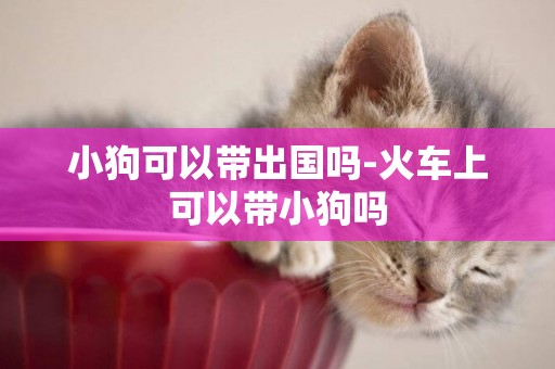 小狗可以帶出國嗎-火車上可以帶小狗嗎