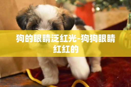 狗的眼睛泛紅光-狗狗眼睛紅紅的