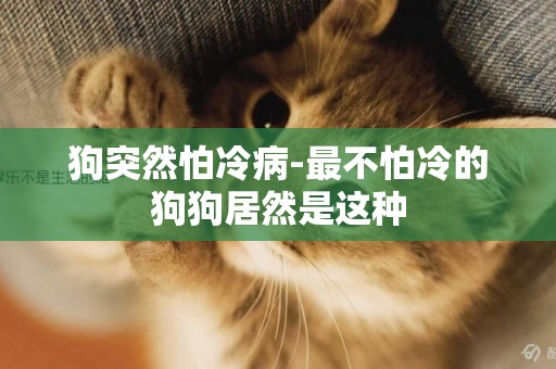 狗突然怕冷病-最不怕冷的狗狗居然是這種