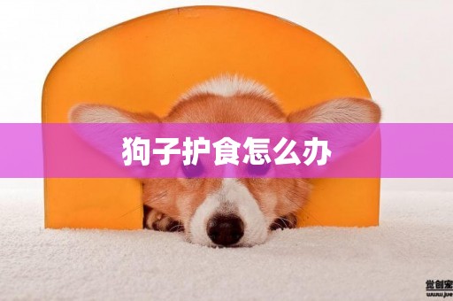 狗子護食怎么辦