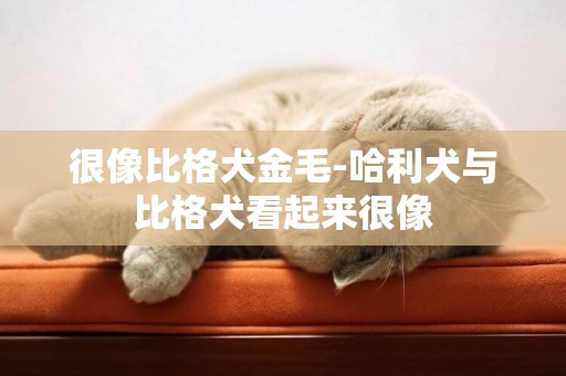 很像比格犬金毛-哈利犬與比格犬看起來很像