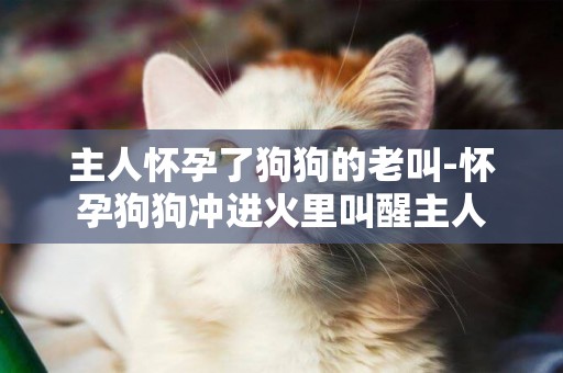 主人懷孕了狗狗的老叫-懷孕狗狗沖進火里叫醒主人