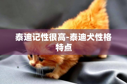 泰迪記性很高-泰迪犬性格特點