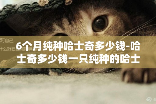 6個月純種哈士奇多少錢-哈士奇多少錢一只純種的哈士奇多少錢