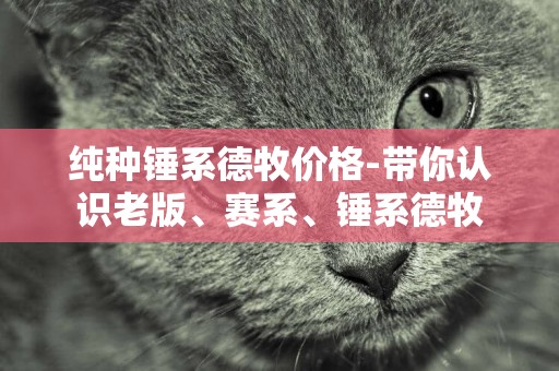 純種錘系德牧價格-帶你認識老版、賽系、錘系德牧