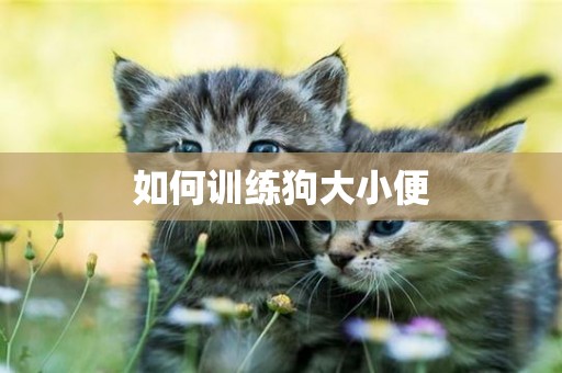 如何訓練狗大小便