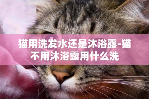 貓用洗發水還是沐浴露-貓不用沐浴露用什么洗