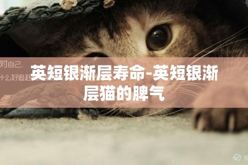英短銀漸層壽命-英短銀漸層貓的脾氣