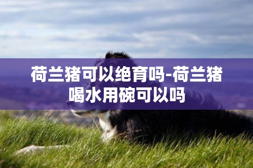 荷蘭豬可以絕育嗎-荷蘭豬喝水用碗可以嗎