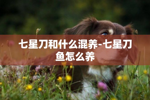 七星刀和什么混養-七星刀魚怎么養
