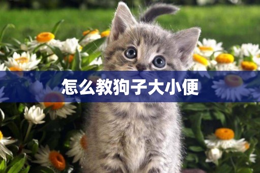 怎么教狗子大小便