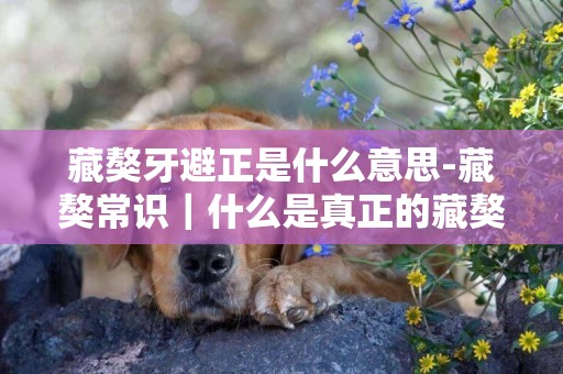 藏獒牙避正是什么意思-藏獒常識｜什么是真正的藏獒