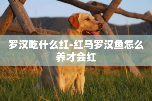 羅漢吃什么紅-紅馬羅漢魚怎么養才會紅