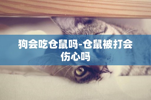狗會吃倉鼠嗎-倉鼠被打會傷心嗎