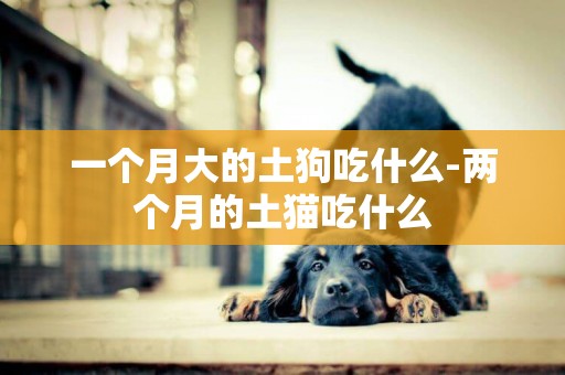 一個月大的土狗吃什么-兩個月的土貓吃什么
