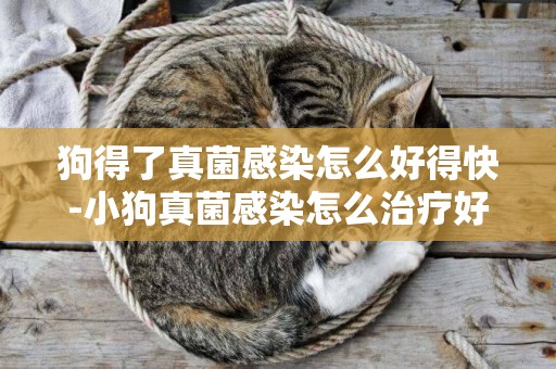 狗得了真菌感染怎么好得快-小狗真菌感染怎么治療好